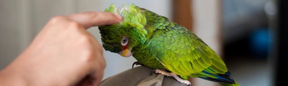 [mascotas] guia de cuidados de Aves by salvadoresc