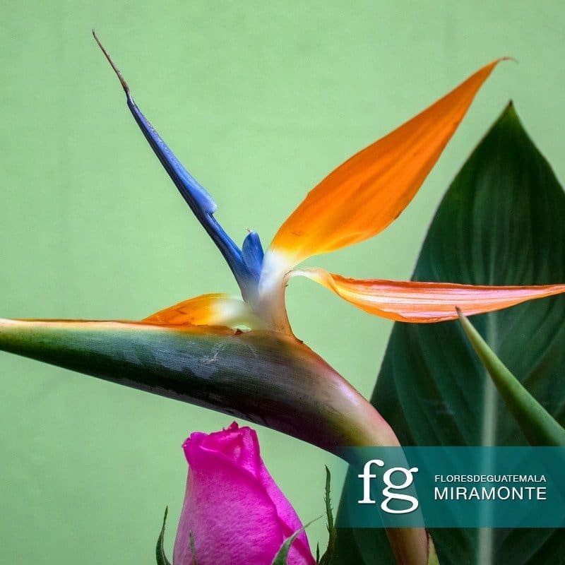 Bird of paradise flower paired with a pink rose.