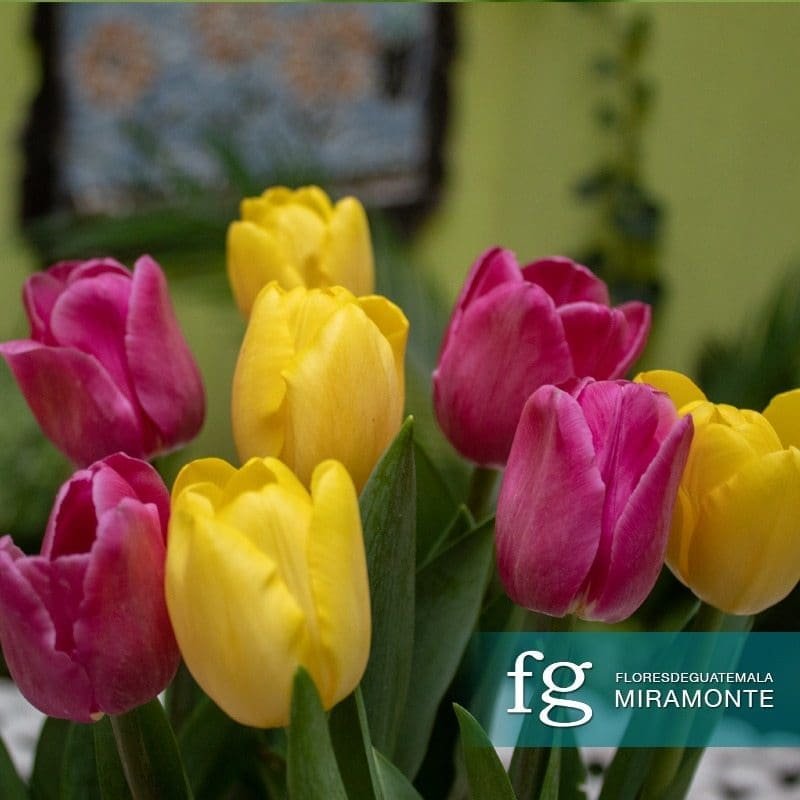 Close view of yellow and magenta tulips with green leaves.