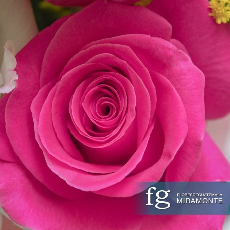 Close-up of the layered petals of a vivid pink rose.