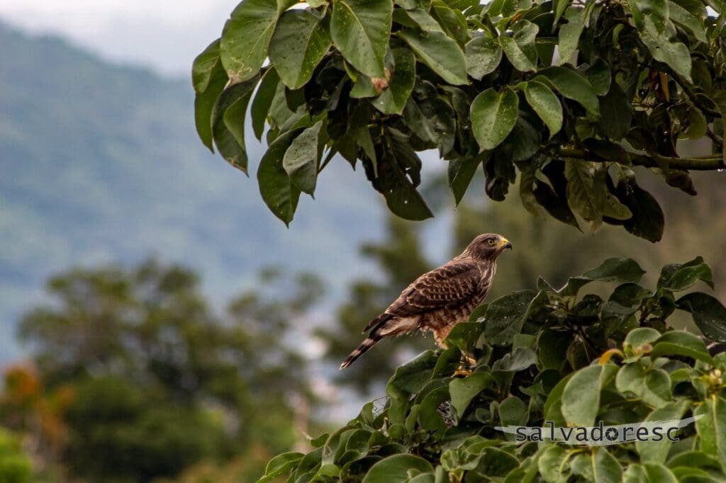 Uno de los gavilanes que frecuentan la zona. La presencia de rapaces cerca del lugar hace plausible un intento de depredación, aunque no presencié el ataque y no es posible determinar qué animal provocó las heridas.