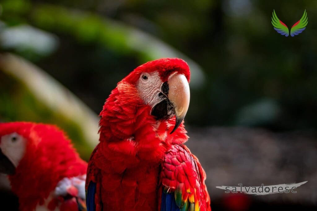 Close portrait of a scarlet macaw with vivid red plumage at Macaw Mountain