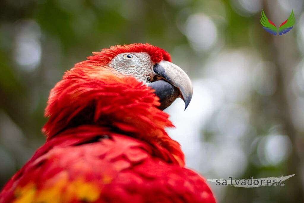 Scarlet macaw looking upward against a softly blurred forest background