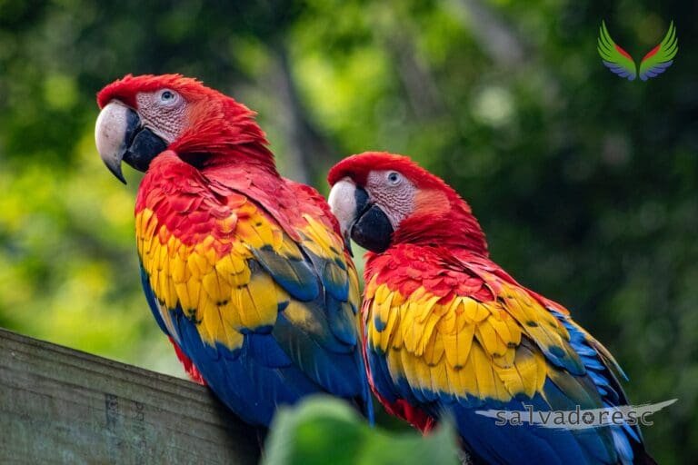 Two scarlet macaws photographed at Macaw Mountain in Copán Ruinas, Honduras