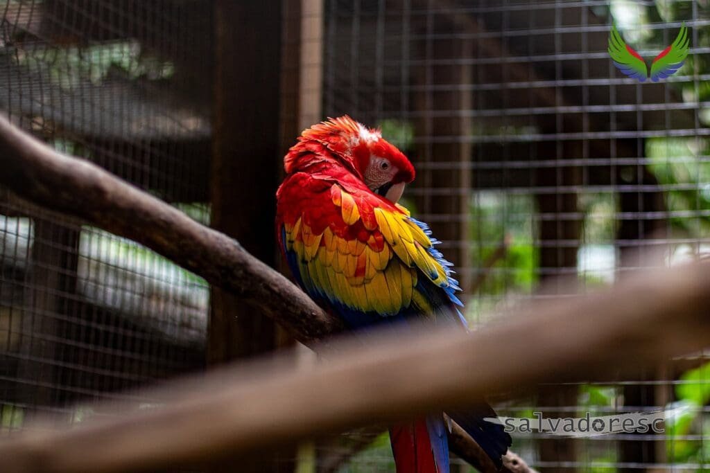 Scarlet macaw resting on a branch inside a spacious aviary