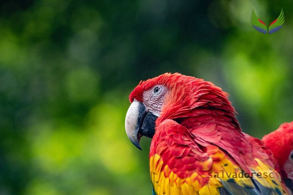 Side profile of a scarlet macaw in warm sunlight