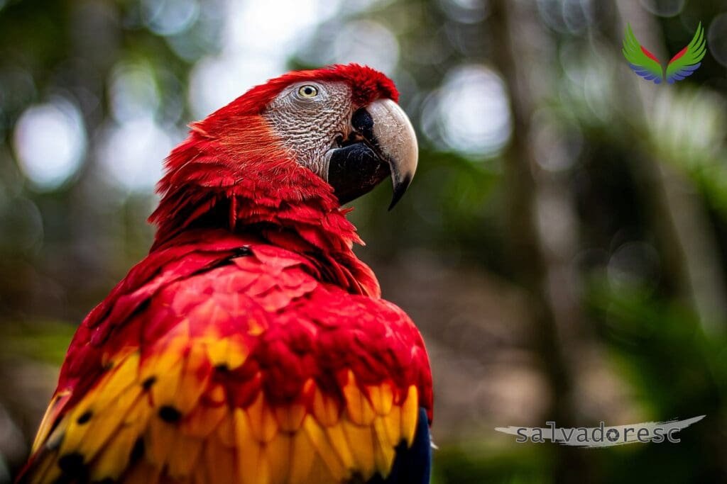 Scarlet macaw portrait showing detailed feathers and beak against forest bokeh