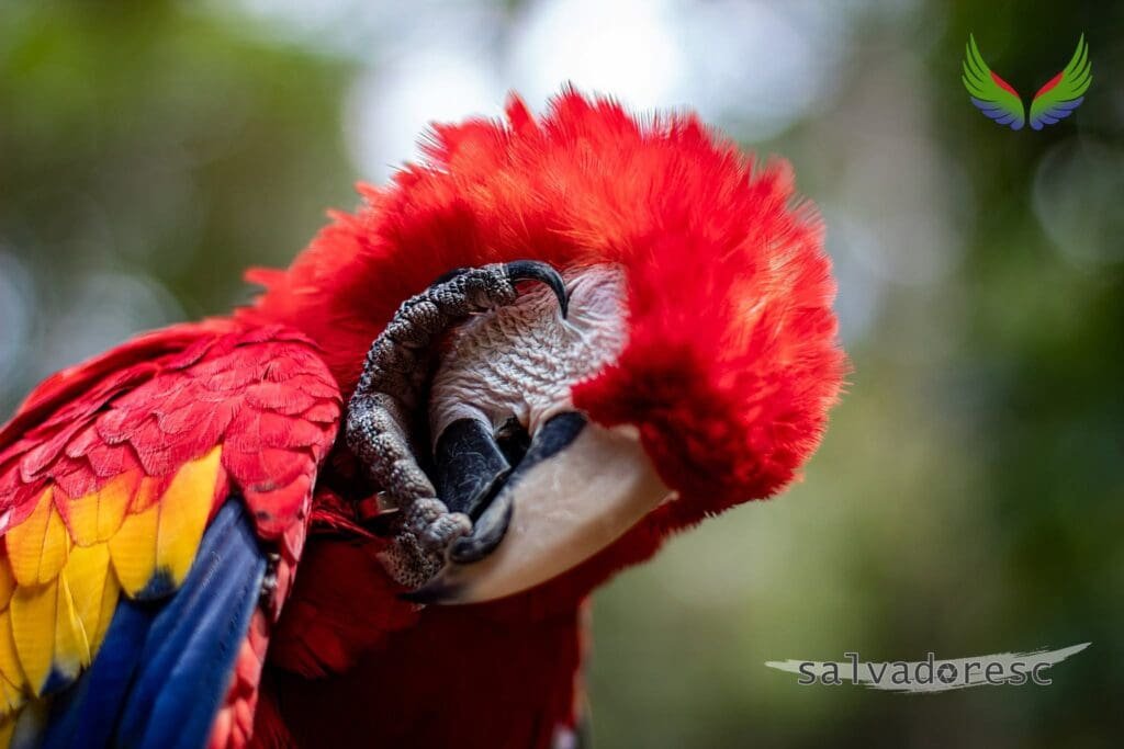 Scarlet macaw grooming its face with one foot