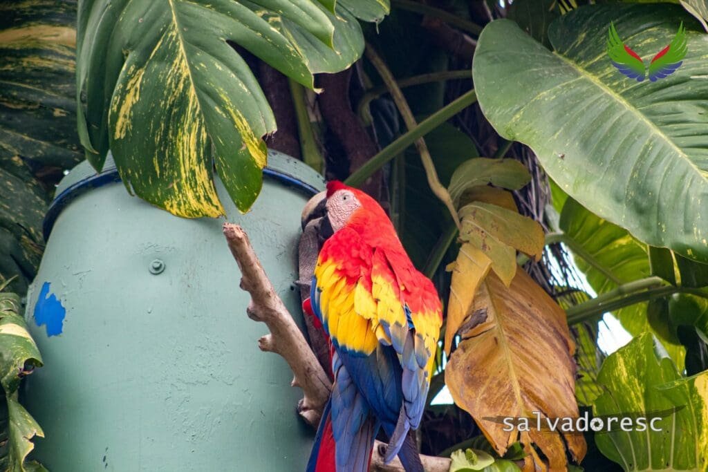 Scarlet macaw perched among large tropical leaves at Macaw Mountain