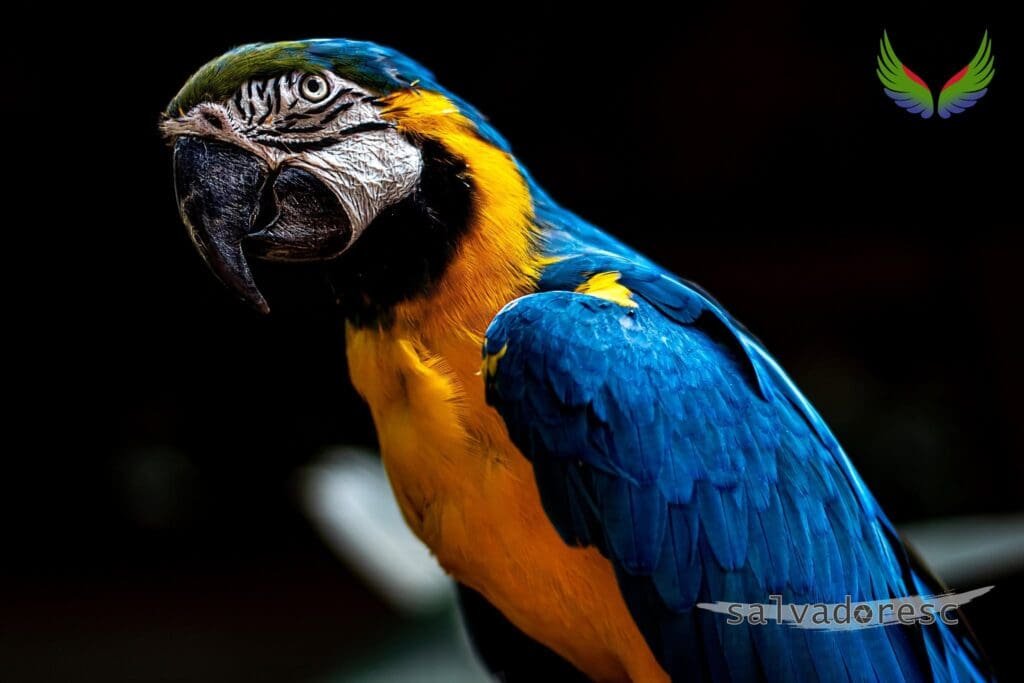 Blue-and-yellow macaw portrait against a dark background at Macaw Mountain