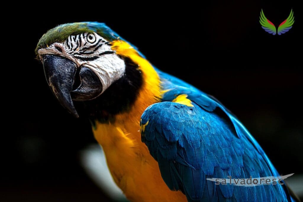 Blue-and-yellow macaw portrait against a dark background at Macaw Mountain