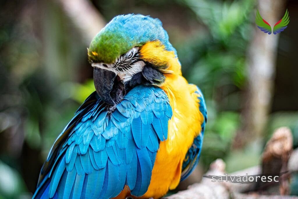 Blue-and-yellow macaw preening its wing feathers