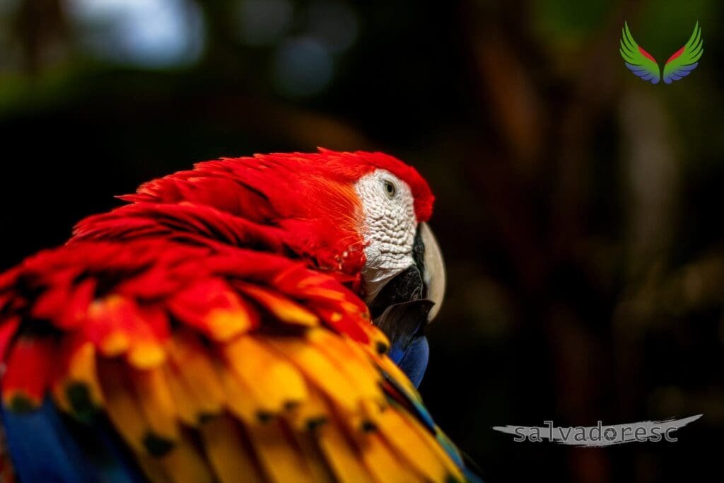 Scarlet macaw preening its wing feathers