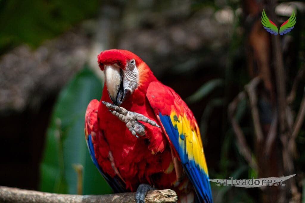 Scarlet macaw raising one foot while perched at Macaw Mountain