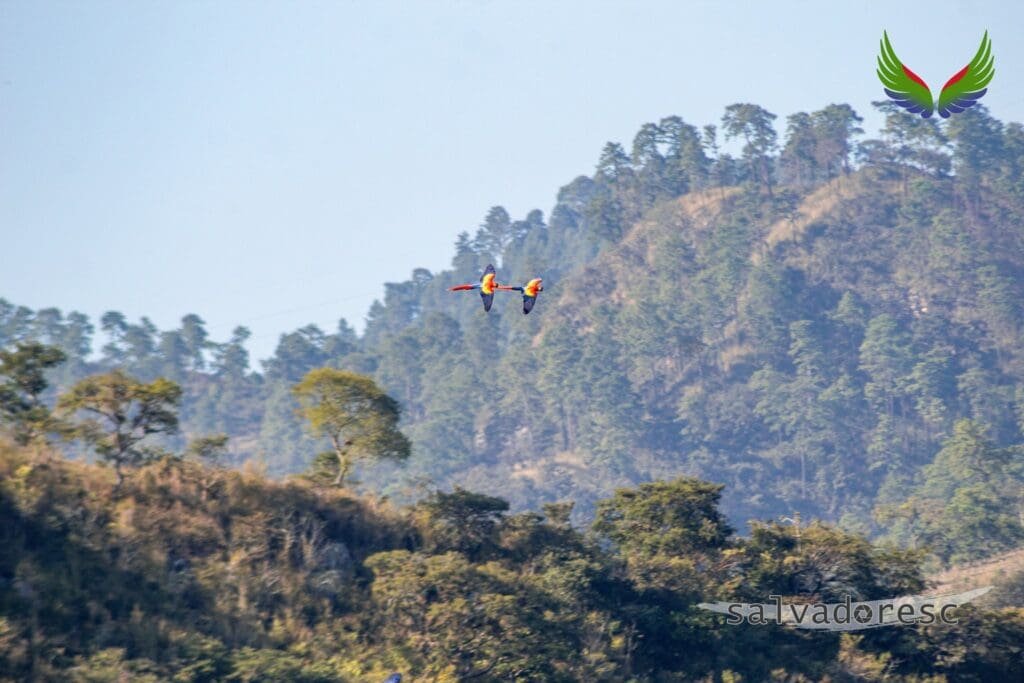 Two scarlet macaws flying across the forested hills of the Copán Valley