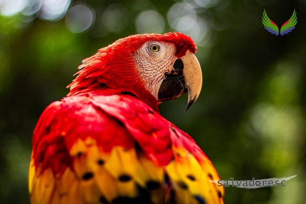Side profile of a scarlet macaw in warm sunlight