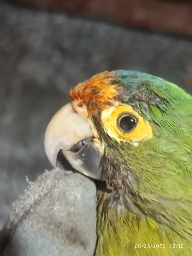 Chocoyo en recuperación