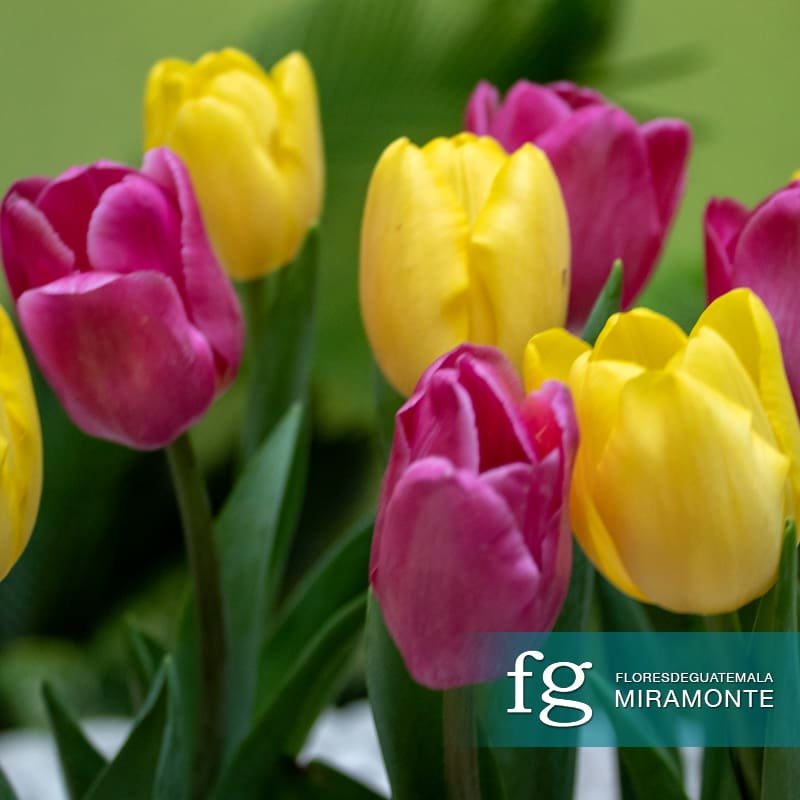 Original floral photography produced by Emigdio Salvador Corado for Flores de Guatemala.